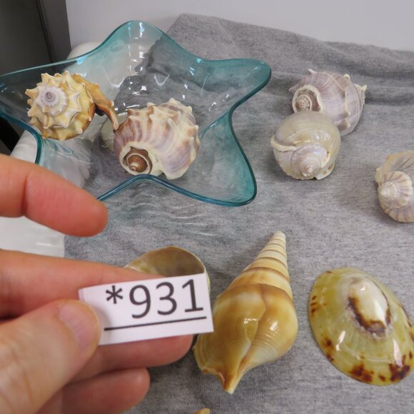 Collection of REAL Sea Shells in plastic star fish dish (over 1 pound) - Picture 11 of 12